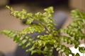 Button Fern